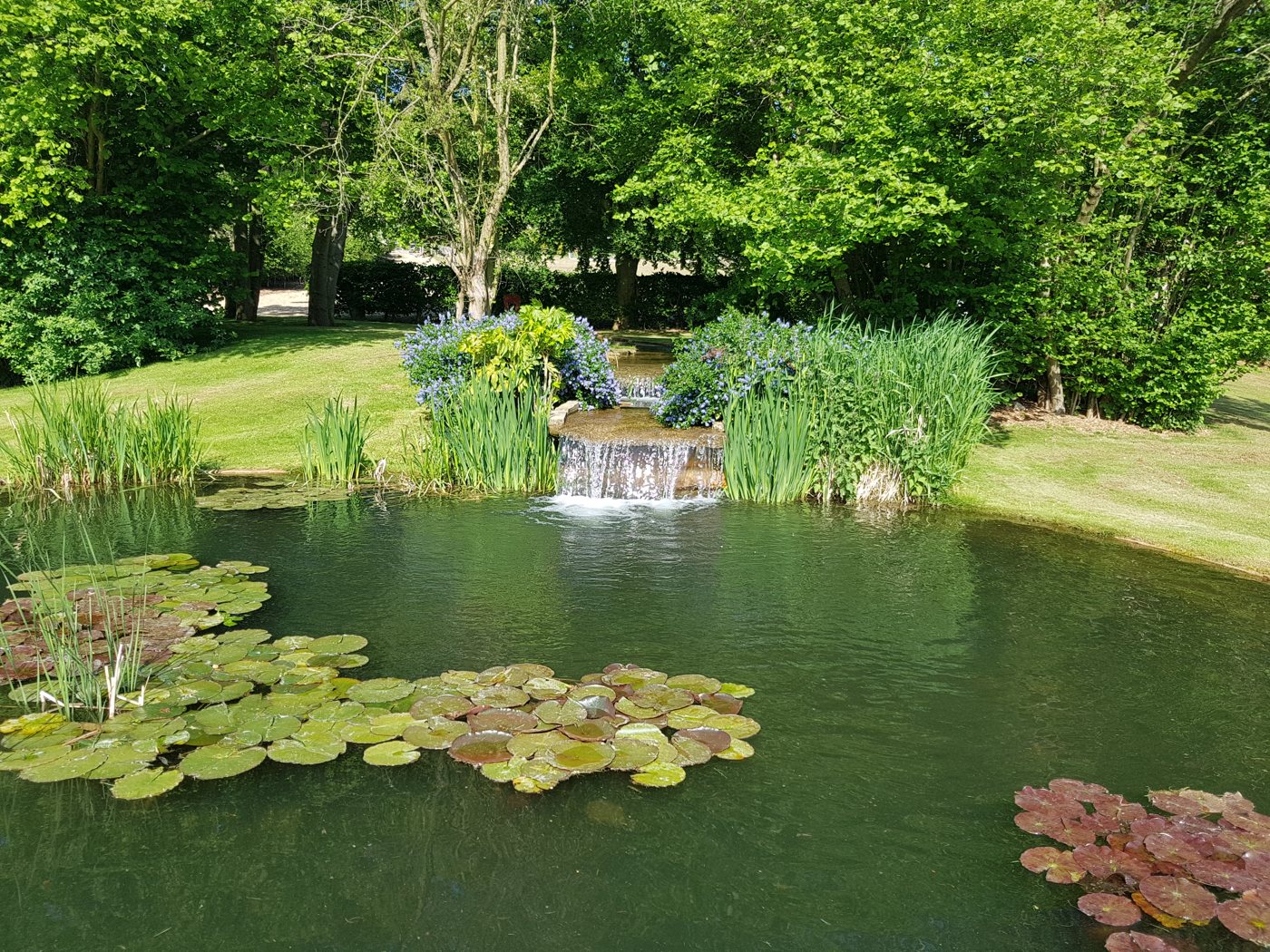 Natural garden pond with a waterfall and water lilies built by Garden Barber