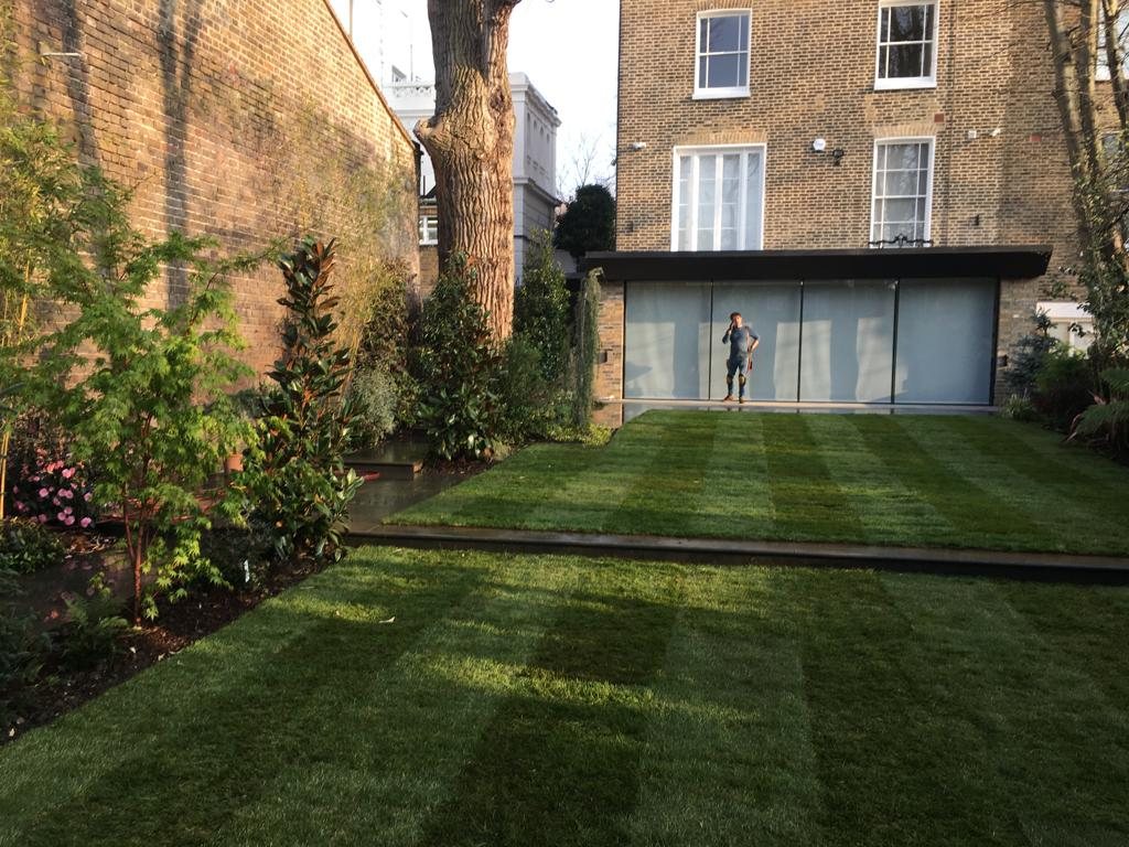 Striped formal lawn in a landscaped garden